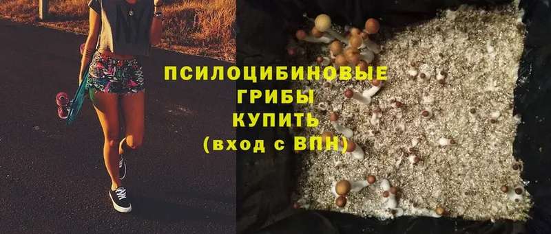 OMG ONION  Махачкала  Псилоцибиновые грибы Cubensis 